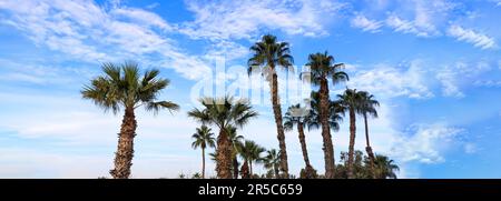 Palmen vor blauem wolkigen Himmelshintergrund. Vorlage für Sommerferien Stockfoto