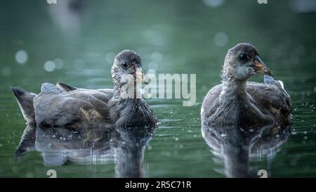 Zwei gewöhnliche Moorhennen: Wasserhennen oder Sumpfhühner in einer Wasserumgebung, die in einem Gewässer schwimmen Stockfoto