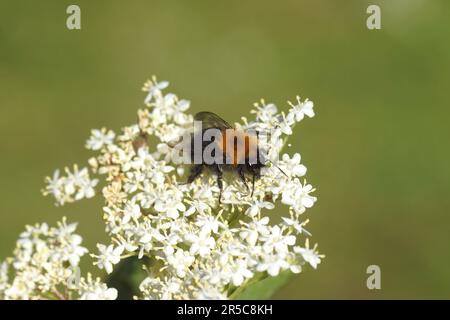 Baumhummel oder neue Gartenhummel (Bombus hypnorum) auf den Blüten der Älteren (Sambucus nigra), Familie Adoxaceae. Holländischer Garten, Frühling. Stockfoto