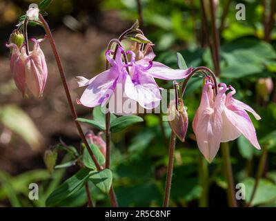 Wunderschöne pinkfarbene und lila Kolumbinenblumen Stockfoto