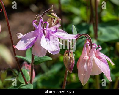 Schöne, rosa und lila Kolumbinenblumen, Nahaufnahme Stockfoto