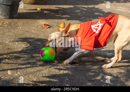 Ein bezaubernder chihuahua, der einen roten Pullover trägt und mit einem Ball auf dem Bürgersteig spielt Stockfoto