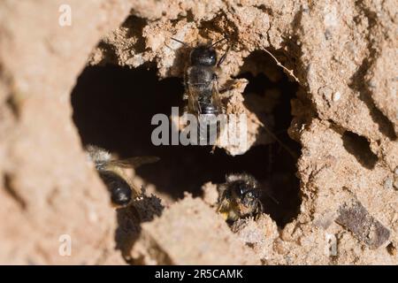 Schwarzbiene (Lasioglossum calceatum), Emsland, Niedersachsen, Deutschland Stockfoto