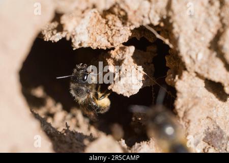 Schwarzbiene (Lasioglossum calceatum), Emsland, Niedersachsen, Deutschland Stockfoto