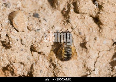 Schwarzbiene (Lasioglossum calceatum), Emsland, Niedersachsen, Deutschland Stockfoto