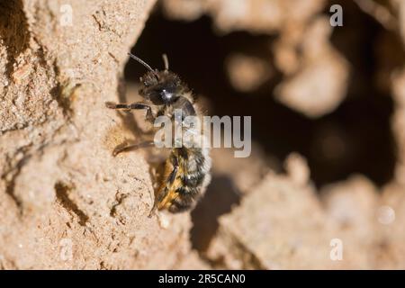 Schwarzbiene (Lasioglossum calceatum), Emsland, Niedersachsen, Deutschland Stockfoto