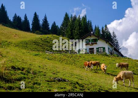 Setzbergalm mit Jungrindern, Kühen, Fleckvieh, Setzberg, Wallberg, Rottach-Egern, Oberbayern, Bayern, Deutschland Stockfoto