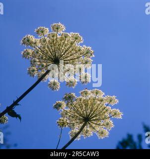 Riesenhuhn (Heracleum mantegazzianum), Hercules-Gras Stockfoto