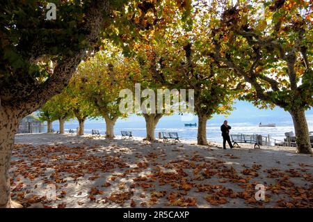 Schweiz, Lago Maggiore, Tessin, Ascona, Planen im Herbst, Avenue Stockfoto