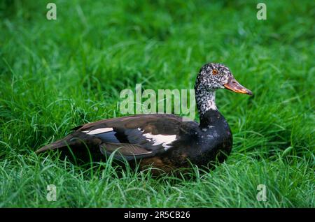 Malaiische Ente (Cairina scutulata) Weißflügelente Moschusente Stockfoto