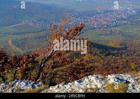 Landschaft : Schwäbische Alb bei Bissingen a. T. Blick von Breitenstein, Nebellandschaft Stockfoto