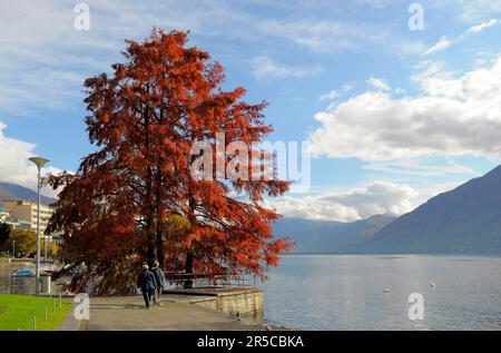 Schweiz, Lago Maggiore, Tessin, Locarno, Bootshafen, Herbst am Lago Maggiore Stockfoto