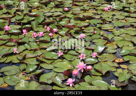 Vollformatbild mit pinkfarbenen Wasserlilien und üppigem Grün im Teich Stockfoto