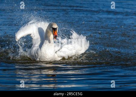 Höckerschwan (Cygnus olor) Prügel über im Wasser Stockfoto