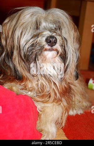 Porträt eines tibetischen Terrier auf einem roten Kissen Stockfoto