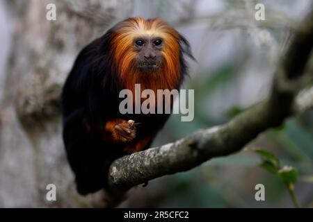 Goldköpfiger Löwenaffe (Leontopithecus chrysomelas), sitzt auf einem Ast, Deutschland Stockfoto