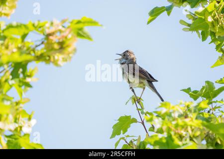 Gemeiner Schlund (Sylvia communis), Gesang, Hessen, Deutschland Stockfoto