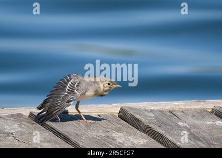 Junger weißer Schwanz (Motacilla alba) auf Holzsteg, mit Flügeln gespreizt, Hessen, Deutschland Stockfoto