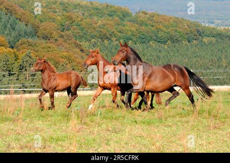 Quarter Horses, Stuten und Fohlen Stockfoto