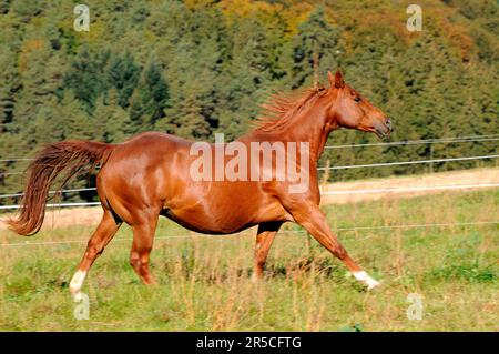 Viertelpferd, Sorrell Mare, Seite Stockfoto