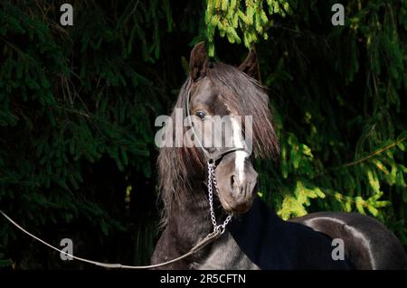 Walisisches Pony in Kolbentyp, Hengst, schwarz, Schnitt C, Walisisch C, hengst des bundessiegers Stockfoto