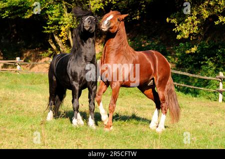 Welsh Ponies, Hengste, Welsh Pony in Cob Type, Section C, Welsh Cob, Section D, Black Horse Stockfoto