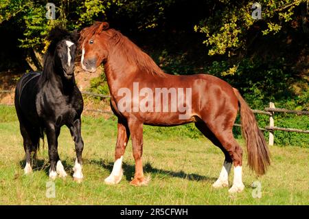 Welsh Ponies, Hengste, Welsh Pony in Cob Type, Section C, Welsh Cob, Section D, Black Horse Stockfoto