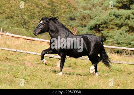 Walisisches Pony in Kolbentyp, Hengst, schwarz, Schnitt C, Walisisch C, hengst des bundessiegers Stockfoto