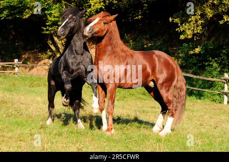 Welsh Ponies, Hengste, Welsh Pony in Cob Type, Section C, Welsh Cob, Section D, Black Horse Stockfoto