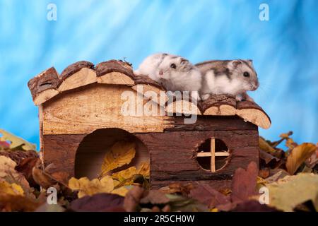 Dungarischer Hamster (Phodopus sungorus) Stockfoto