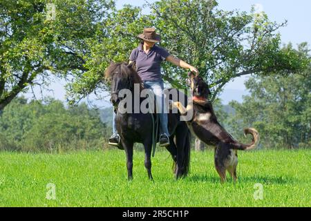 Frau reitet Islandpony, begleitet von Mischhund, Islandpferd, Islandreiten, Reitender Begleithund Stockfoto