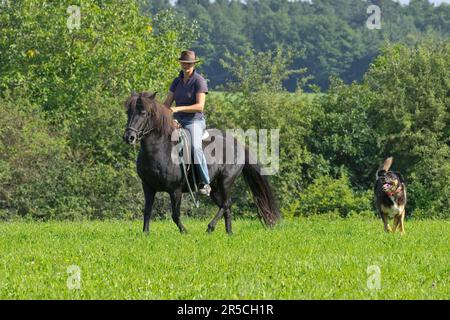 Frau reitet Islandpony, begleitet von Mischhund, Islandpferd, Islandreiten, Reitender Begleithund Stockfoto