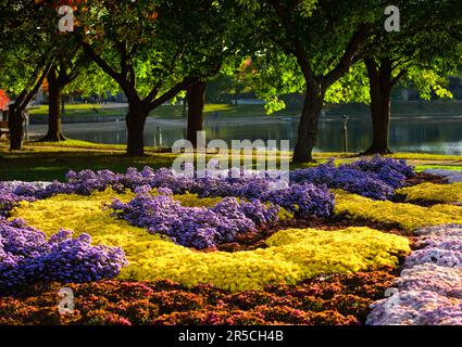 Die Betten bunter Mütter am Lake Anna in Barberton, Ohio, Spätherbst. Stockfoto