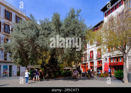 Olivenbaum am Placa de Cort, Altstadt, Palma de Mallorca, Mallorca, Balearen, Spanien Stockfoto