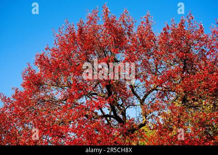 Krone eines Baumes mit flammenden roten Blättern vor einem klaren blauen Himmel im Spätherbst Stockfoto