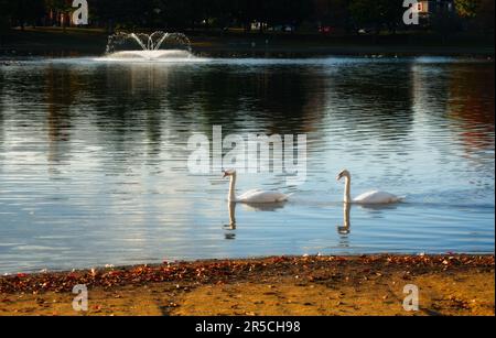 Ein Paar Schwäne, die auf einem kleinen See mit Brunnen im Hintergrund vorbeigleiten Stockfoto