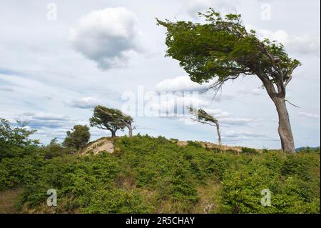 Arboles Banderas, windförmige Bäume, Tierra del Fuego, Patagonien, Argentinien, Wind, Wind Stockfoto