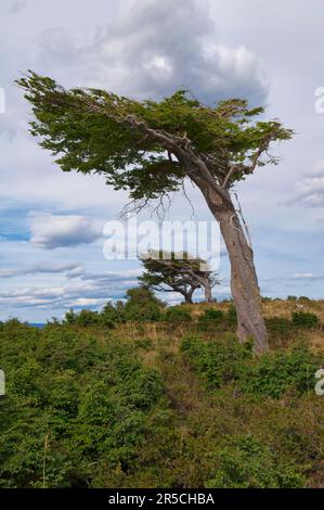 Arboles Banderas, windförmige Bäume, Tierra del Fuego, Patagonien, Argentinien, Wind, Wind Stockfoto