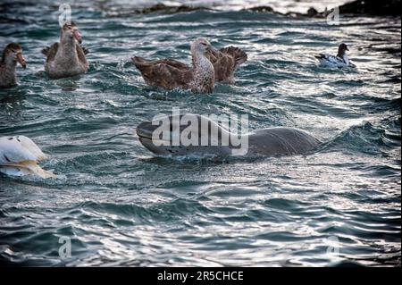 Leopardenrobben (Hydrurga leptonyx) jagen zwischen südlichen Riesenpetrels (Macronectes giganteus), Cooper Bay, Südgeorgien, südlichen Riesenpetrels Stockfoto