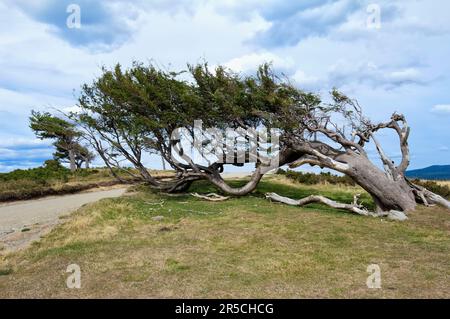 Arboles Banderas, windförmige Bäume, Tierra del Fuego, Patagonien, Argentinien, Wind, Wind Stockfoto