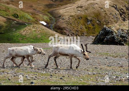 Einführung von Rentieren (Rangifer tarandus), Fortuna Bay, Südgeorgien, Seitenansicht Stockfoto