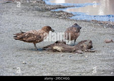 Braune Skuas am Schlachtkörper, St. Andrews Bay, Südgeorgien (Stercorarius antarctica), Antarktis-Skua, Subantarktis-Skua (Catharacta antarctica) Stockfoto