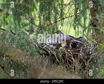 Der eurasische Sperber (Accipiter nisus) im Nest mit jungen Vögeln Stockfoto