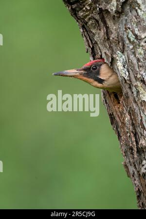 Europäischer grüner Specht (Picus viridis), Blick aus der Bruthöhle, Nistloch Stockfoto