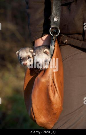 Polecatfett, in der Tasche des Jägers (Mustela putorius forma domestica), Jagd Stockfoto