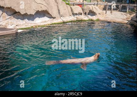 Vancouver, British Columbia - 26. Mai 2023: Im beliebten Vancouver Aquarium. Stockfoto