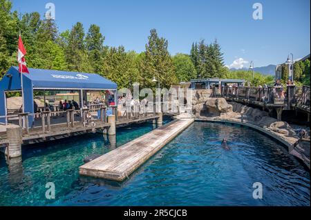 Vancouver, British Columbia - 26. Mai 2023: Im beliebten Vancouver Aquarium. Stockfoto