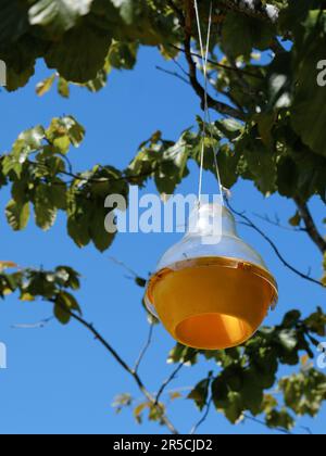 Gelbe Insektenfalle, die an einem Baum hängt, um Fliegen, Wespen, Bienen, Hornissen usw. zu fangen Stockfoto