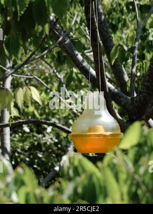 Gelbe Insektenfalle, die an einem Baum hängt, um Fliegen, Wespen, Bienen, Hornissen usw. zu fangen Stockfoto