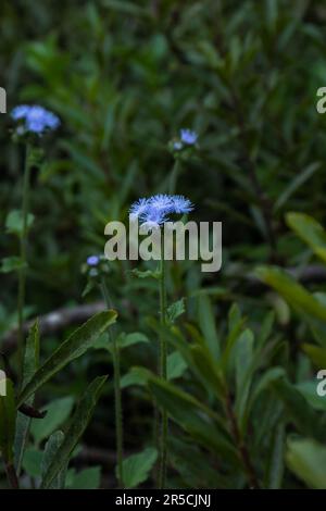 Eine lebendige Nahaufnahme einer blühenden Pflanze zeigt ihre Schönheit und Frische, mit üppig grünen Blättern, die in perfekter Harmonie wachsen. Stockfoto